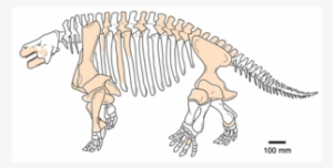 Who Ruled Earth Before The Dinosaurs The 'ugliest Fossil - Shihtienfenia #756570