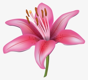 Jpg Transparent Stock Collection Of Lily Png High Quality - Lilies Flower Png Vector #757568