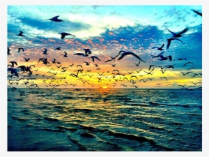 Sarasota Photo Contest Winner - Cms Photography #758061