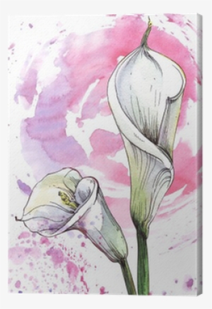 Flower Calla Watercolor Illustration Canvas Print • - Watercolor Painting #758118