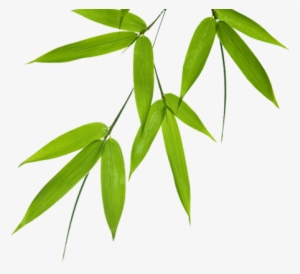 Bamboo Leaves Png #758153