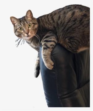 Surprised Cat Sitting On Chair - Surprised Transparent Cat Png #758219