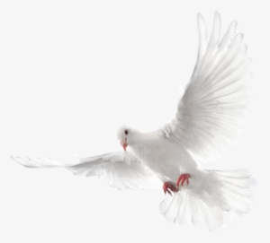 Holy Spirit Dove Png #758389