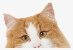 Prrrrrrrrrrrr - Real Cat Clipart #758616