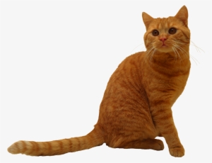 Cats Png #758644