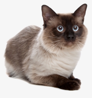 Siamese Cat Transparent #758674