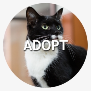 View Adoptable Cats And Dogs - Naperville Area Humane Society #758747