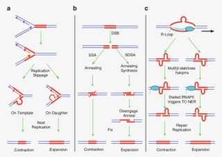 1 Three Mechanisms For Promoting Microsatellite Repeat #7502618