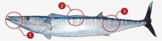 How To Identify A Wahoo #7505384
