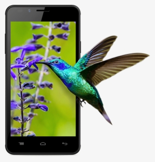 Intex Aqua Lions E3 #7518779