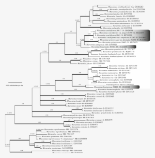 Bayesian 50 % Majority-rule Tree Of The Ribosomal Internal #7521134