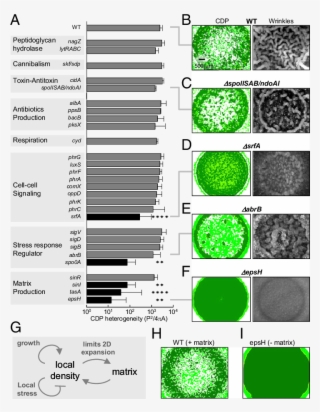 Ko Strains Are Categorized And Listed By Their Functions #7523024