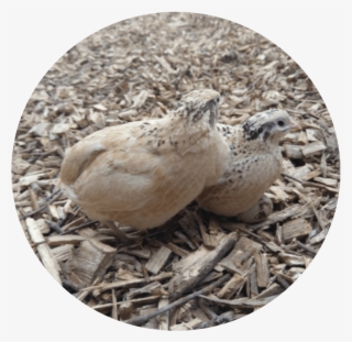 Home / Quail / Italian Quail #7524024