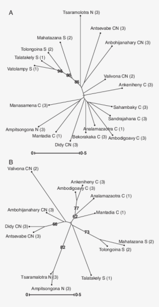 Unrooted Neighbor-joining Tree Drawn With Darwin #7532158