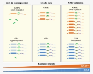 Schematic Representation Of The Effect Of Modulating #7536232