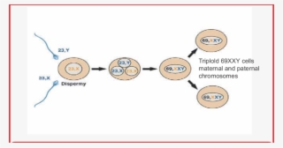 Formation Of Partial Mole #7541382