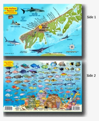 33146 Holbox Fish Card #7541770