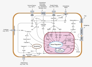 Signal Transduction V1 #7542746