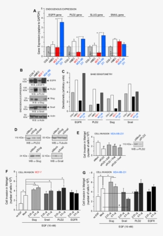 E Relative Endogenous Expression Of Slug, Snail And #7556951