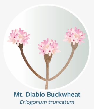 Thornmint Web Button #7557486