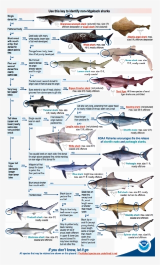 You Need A Recreational Permit To Fish For Or Land #7557802