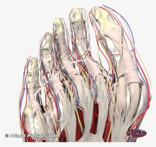 Front Medial Foot And Ankle #7558609
