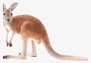 Kangaroo Png #7559408