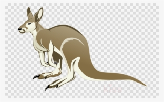 Kangaroo #7560011