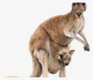 Kangaroo Png Transparent Images #7560073