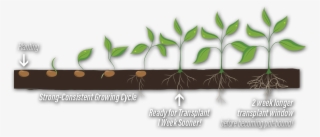 Germination #7560800
