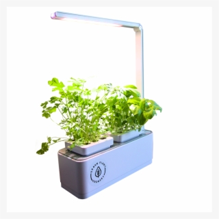 Smart Garden Basil And Coriander Seeds One Year Nutrient #7560856