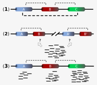 Genes Png #7563050