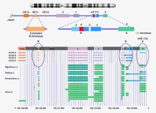 The Human Ache Gene Is Located At Q22 Of The Long Arm #7563176