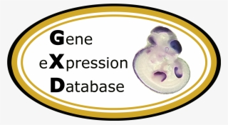 Genes Png #7563463