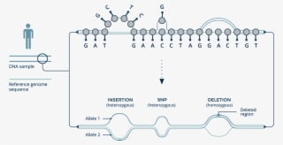 The Graph Genome Reference Organizes Genomic Data From #7563521