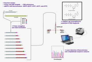 Dna.png #7572140