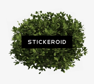 Bush Plant Bushes #7572568 Bush Plant Bushes #7572568