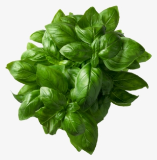Basil Plant #7572612
