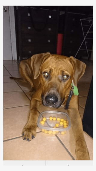 Photo Of Kuda #7579266 Photo Of Kuda #7579266