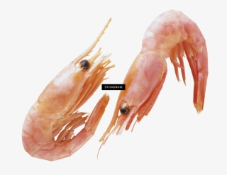 Shrimps #7580147