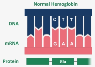 Point Mutation Sickle Cell Normal Hemoglobin #7580519