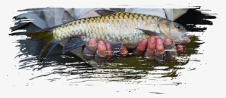 Fly Fishing #7581889