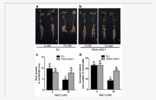 Reduction Of Nnc1 Expression Increases Salt Tolerance #7582649