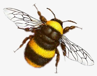@miri372004 Hermosa Abeja✨ Insect #7583140