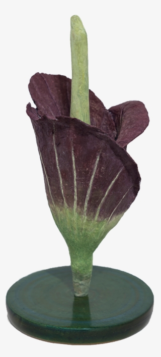 Amorphophallus Titanum #7585199