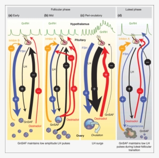 Outline Of The Endocrine Regulation Of The Menstrual - Art #7587794