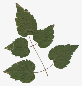 Nature Leaves - Maple #7591977