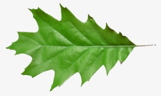 Leaf Oak T 640×640 206 Kb - Maple Leaf #7592014