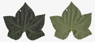 Nature Leaves - Maple Leaf #7592149