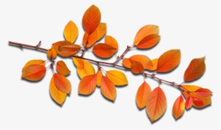 Fall Leaves - Autumn #7592293